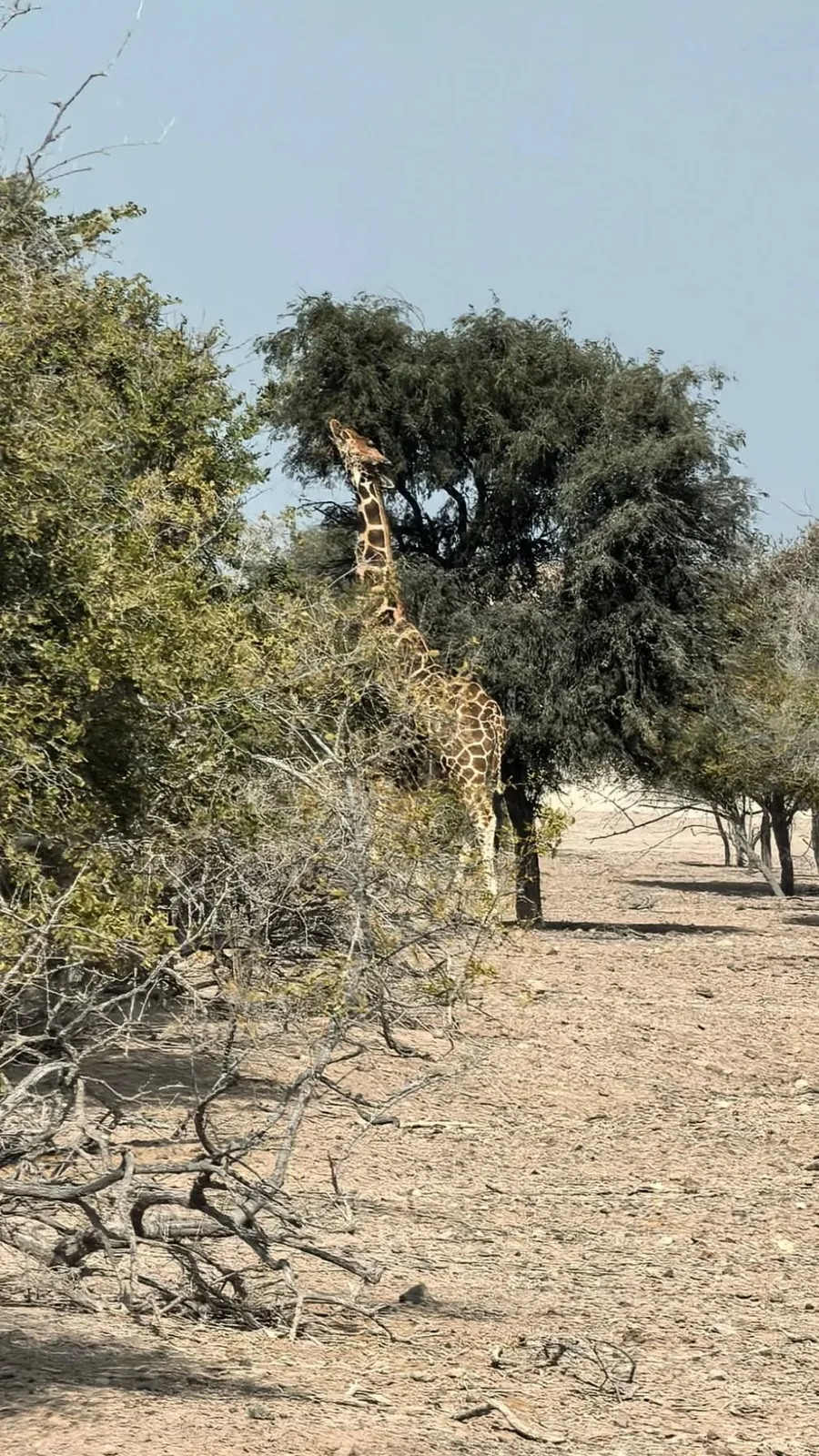 Sir Bani Yas Island, Coast in Abu Dhabi