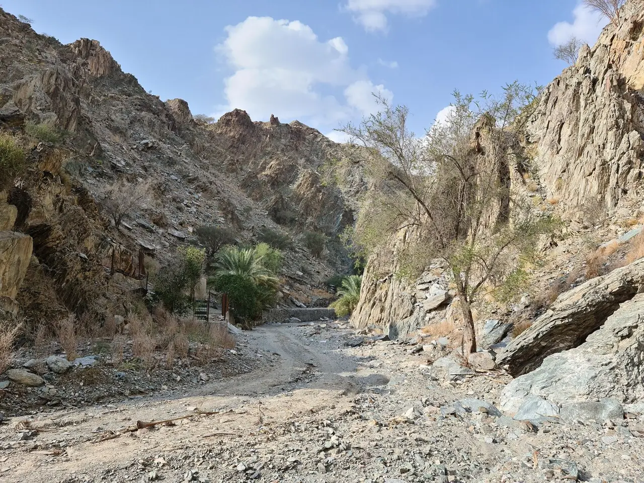 The gravel bed of Wadi Tayyibah between rocky slopes, with trees and a little water after rain