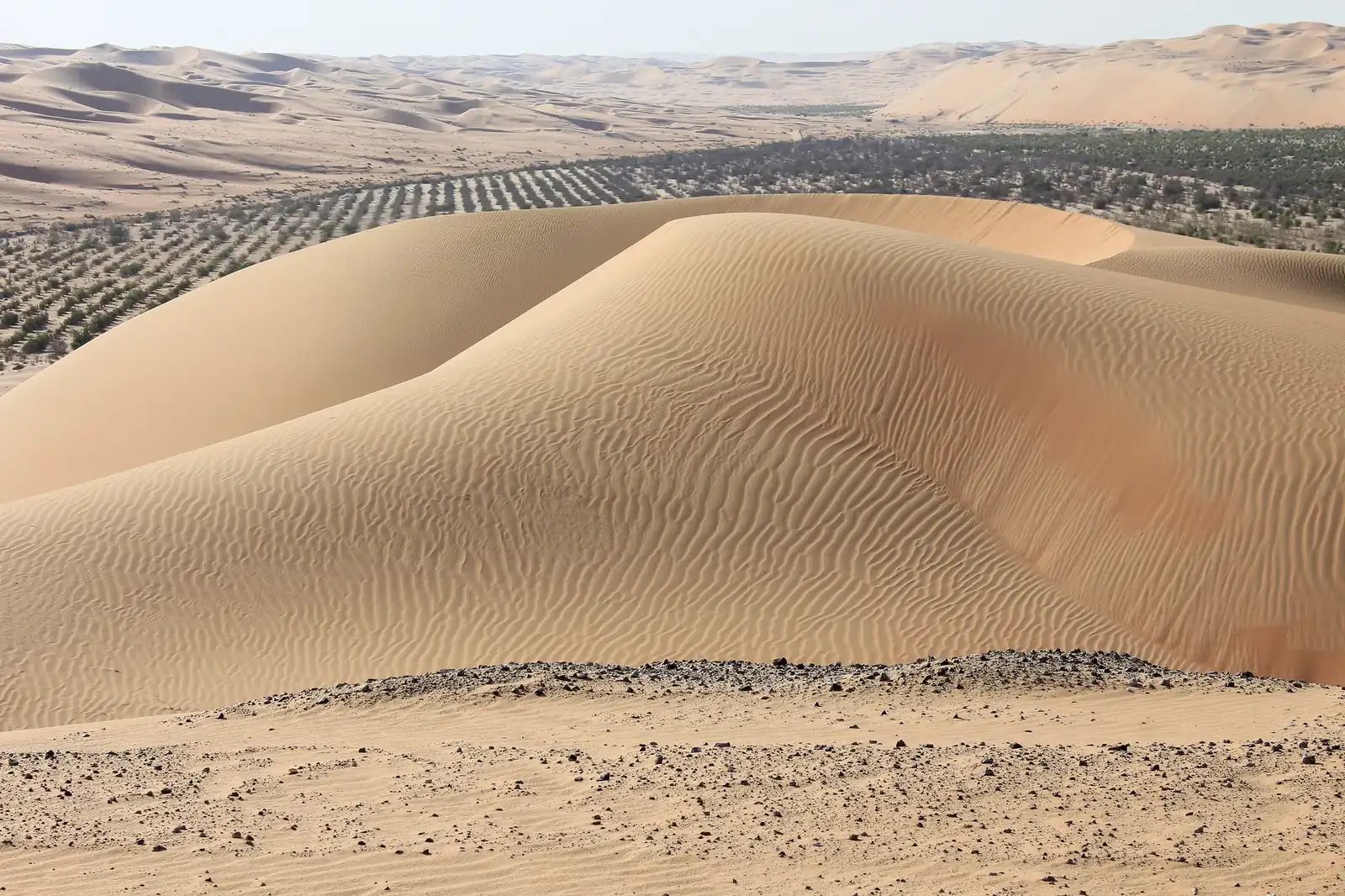 A tall dune beside planted rows in the Liwa Oasis, with more dunes rising beyond