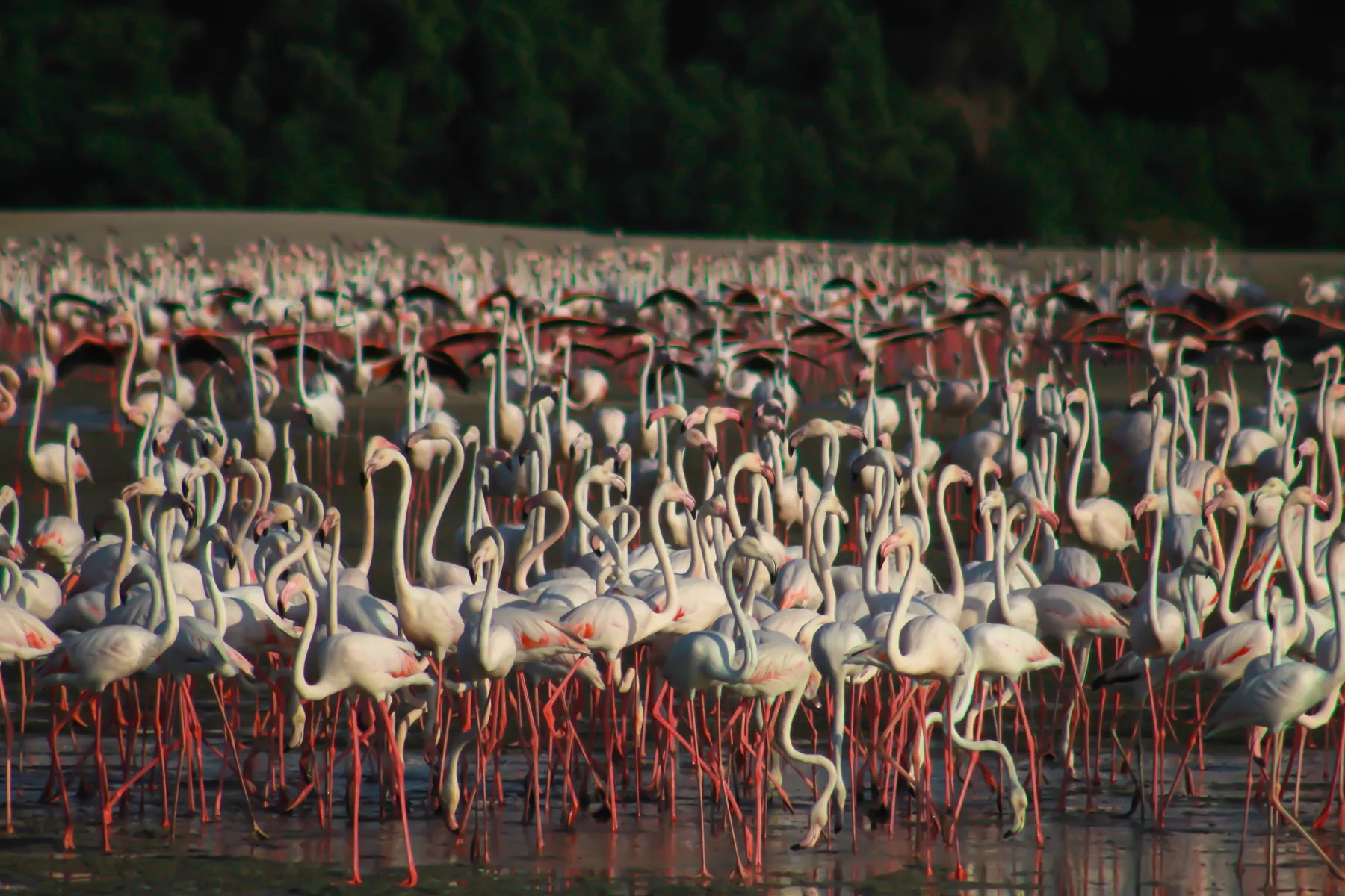 Hundreds of greater flamingos standing in shallow water at Ras Al Khor, with mangroves behind